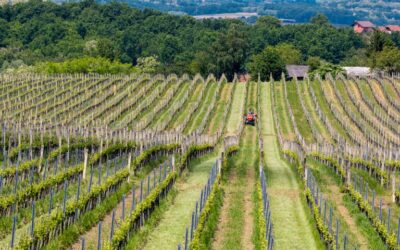 Uskoro novi Javni natječaj za mjeru Restrukturiranje i konverzija vinograda