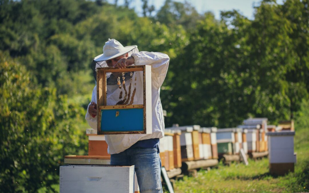 Rok za predaju zahtjeva za Mjeru 1, Mjeru 2 i Mjeru 3 za pčelarsku godinu 2021. ističe 20. travnja 2021