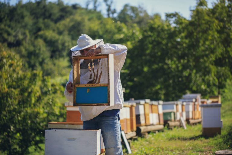 Pravilnik za Program potpore pčelarima vrijedan 3 milijuna kuna u e-savjetovanju
