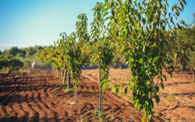 Obavijest za korisnike natječaja tipa operacije 4.1.1 – podizanje novih i/ili restrukturiranje postojećih višegodišnjih nasada i podizanje novih vinograda i/ili restrukturiranje vinograda stolnih kultivara