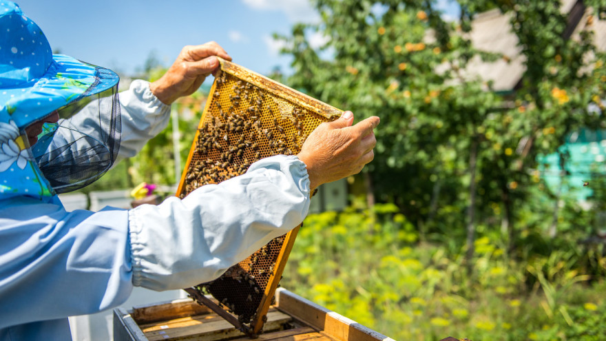 Pčelari, započela je predaja zahtjeva za potpore zbog gubitka paše